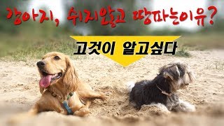 강아지가 땅파는 이유?/고것이 알고싶다/베를린강아지 토미의 쉬지않는 땅파기