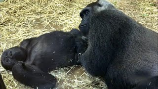 (18'/9/29)母ゲンキによる健康診断⁉︎⭐️ゴリラ(97)【京都市動物園】Gorilla / Medical examination by mother?