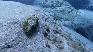 Scuba Diving with Cuttlefish on tenerife