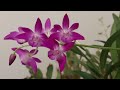 三种花色的澳洲石斛，同时开花了 three colors of australian dendrobium bloomed at the same time