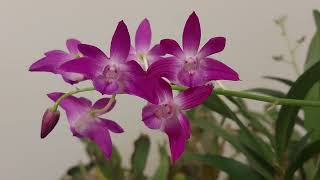 三种花色的澳洲石斛，同时开花了 Three colors of Australian Dendrobium bloomed at the same time