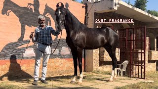 फिर से नए लोगो को सीखने के लिए कुछ खास जानकारी दी (दिनेशजी) #marwarihorse