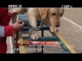 20150428 军事纪实 搜救犬“淘淘”的新兵生活（下）