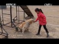 20150428 军事纪实 搜救犬“淘淘”的新兵生活（下）