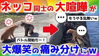 【2ch動物スレ】ネッコさん喧嘩のはずが大爆笑の痛み分けに終わるｗｗｗ【猫特集】#cat #2ch #動物 #かわいい