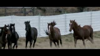 The Kaimanawa Wild Horses