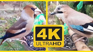 Morning Eating - Hawfinch and Eurasian Jay 4K