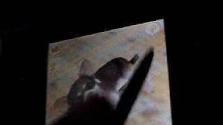 Nintendogs Help and Advice: Basic Trick: Roll Over 1