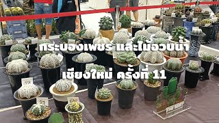 งาน กระบองเพชรและไม้อวบน้ำ เชียงใหม่ ครั้งที่ 11 (บรรยากาศวันที่ 18 ธ.ค  2564)