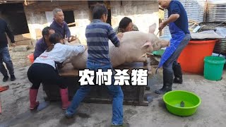 实拍湖南农村杀猪，350斤的猪6人差点按不住，吃熟食的猪看着就香