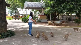 สถานที่ท่องเที่ยวราษีไศล สวนลิงบ้านเมืองแคน ตำบลเมืองแคน อำเภอราษีไศล จังหวัดศรีสะเกษ #เที่ยวราษีไศล