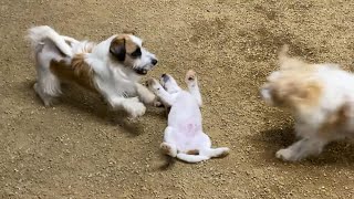 母犬が助けに入るシーン