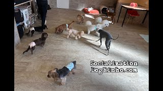 Dog daycare in Japan DogRinho 犬の保育園　20250124