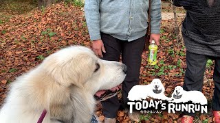 散歩道ではご近所さんに可愛がってもらうルンルンとアランです　Great Pyrenees　グレートピレニーズ