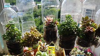 다육이 페트병화분 만들기 🔴bottle garden Succulent🔴페트병재활용 베란다 걸이대 만들기 패트병화분에 아악무 키우기 다육식물