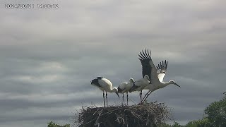 コウノトリのひな２回目のフライト_20240621