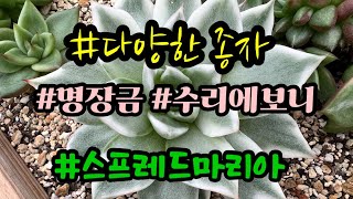 #양으로 승부한다 #아이들 많이 데리고 왔어요#명품 부터 저렴한 아이까지 ~ # 03.20