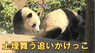 3/4双子パンダ土煙を上げながら元気に走り回ってるgiantpanda @tokyo 上野動物園