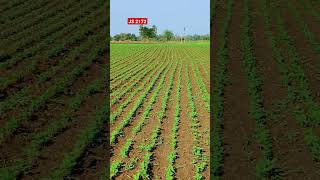 js 2172 soyabeen #farming #kisan #shortsviral #youtubeshorts #viral