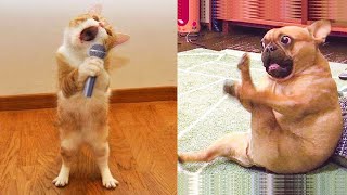 Funniest Animals - Best Of The 2020 Funny Animal Videos #3
