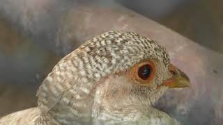 ギンケイ　長野県内最古の動物園小諸市動物園　小諸城址懐古園へ行って来ました　00231