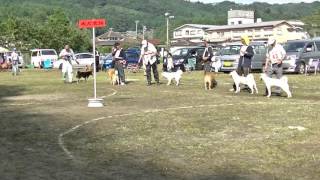 北海道犬協会　奥羽連合会展覧会　成犬第一牝組　特良１席　さくら