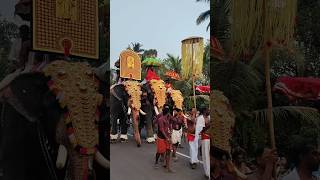 ആനയില്ലാതെ എന്തു ആഘോഷം 🥰#ulsavam #elephant #festival #calicut #youtubeshorts