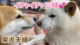 嫁ちゃんに甘える旦那が可愛い柴犬夫婦のイチャイチャ三昧！