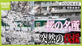 “隠れた桜の名所”で突然の伐採　線路沿いの桜並木…京阪電鉄「倒木で列車運行に支障をきたすおそれ」（2024年4月5日）