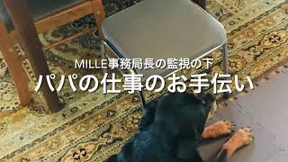 元保護犬・ロットワイラーMilleとママのバイト代💰（大型犬）