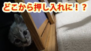 【保護猫】＃249　いつの間にか押し入れに入っちゃう子猫達。