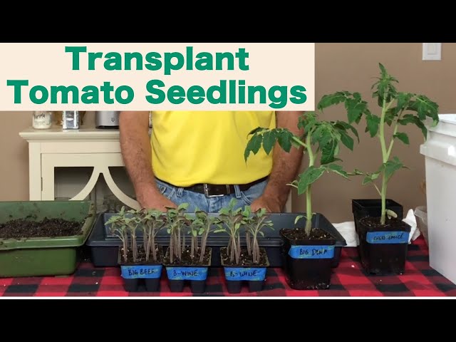 Transplanting Tomato Seedlings