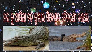 Part -1 ନଇକୁ ଆସିଲା ବଡ଼ କୁମ୍ଭୀର ସିଦ୍ଧେଶ୍ୱର ବୈତରଣୀ ନଈରେ #crocodile #odiavlogs #ବୈତରଣୀ #baitarani