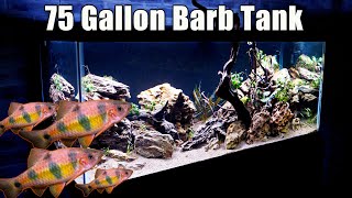 The 75 Gallon Barb Aquarium - A New Addition to The Aquarium Gallery!