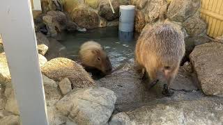 【池田動物園公式】カピバラ温泉に定点カメラを付けてみました！