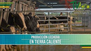 Produccion Lechera en Tierra Caliente - TvAgro por Juan Gonzalo Angel