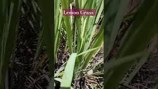 #எலுமிச்சை புல்,இஞ்சி புல்,வாசனைப் புல்,சிட்ரோனெல்லா புல்/#Lemon Grass,Cymbopogon Citratus,OilyHeads