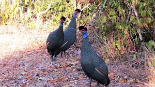 Crested Guineafowl in Arabuko Sokoke Forest