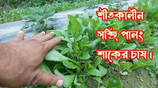 শীতকালীন সব্জি পালং শাকের চাষ ।