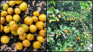 Canthium coromandelicum | kaare gida | kaare hannu | Wild fruits | Thorny fruits