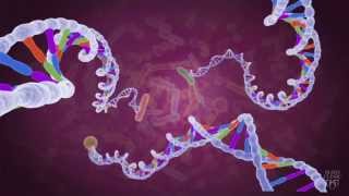 What is the Microbiome Program?