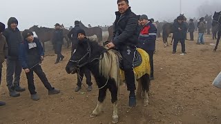 Namangan. Shaxidon. Ot bozori narxalari bilan tanishing 01.21.2025 y.  1 qism