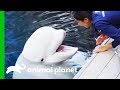 Maple The Beluga Whale Takes Part In A Scientific Study | The Aquarium