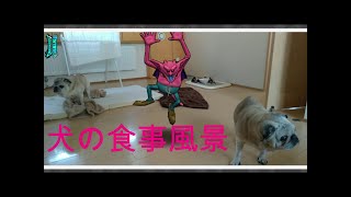 パグの食事風景/老犬/餌/食べこぼし/エサ皿/PUG dogs eat food/ごはん/