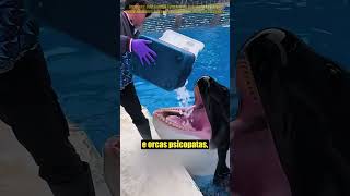 Como Cerdas de Baleia Funcionam? 🐳