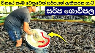 එකම ස්ථානයේ කෝටිගනන් සර්පයො ඇතිකරන ගම | Snake Farming In China | Snake Village