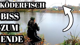 Angeln mit Totem Köderfisch im November auf Hecht mit Erfolg. Raubfischangeln 2024