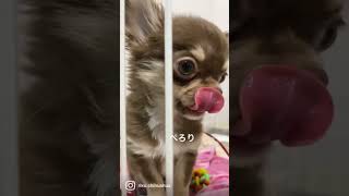 チワワの子犬の舌ぺろり スローモーション【チワワのりく】Chihuahua puppy tongue licking slow motion