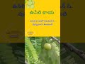 ఉసిరి కాయ యొక్క అద్భుతమైన ఆరోగ్య ప్రయోజనాలు amla health benefits in telugu