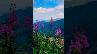 Казахстан природа красота #казахстан #bestvideo #mountains #nature #алматы #природа